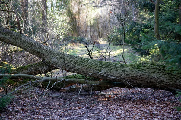 Путь Через Лес Заблокирован Упавшим Деревом — стоковое фото