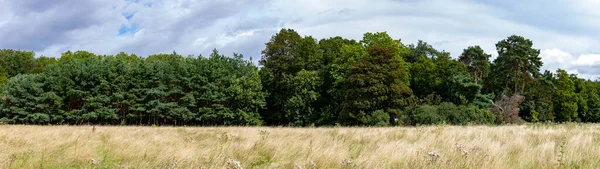 Panorama Okraje Lesa Suchá Travnatá Louka Před Stromy — Stock fotografie
