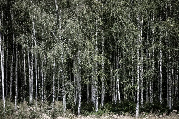 Birkenwald Als Hintergrund Rinden Und Stämme Fokus Auf Die Mitte — Stockfoto