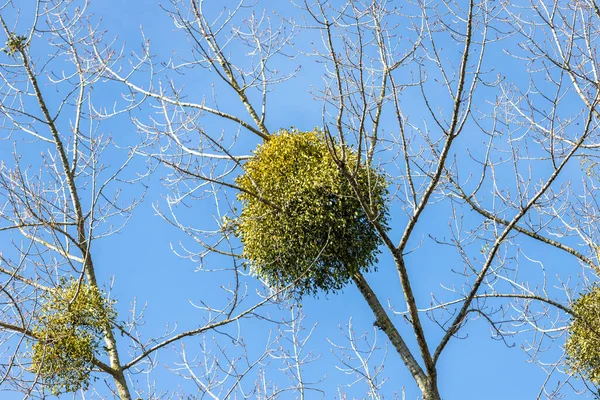 Kışın yapraksız bir ağaçta ökseotu dalları
