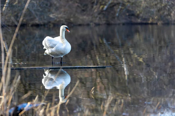 White Swan Sitting Shore Lake Lake Park Reflection Water — Stock Photo, Image