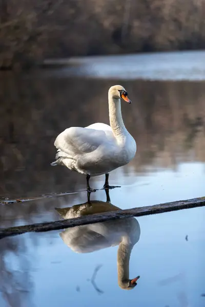 White Swan Sitting Shore Lake Lake Park Reflection Water — Stock Photo, Image