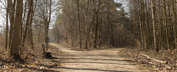 Twee Paden Een Winterbos Die Scheiden Panoramisch Uitzicht Bankje Links — Stockfoto