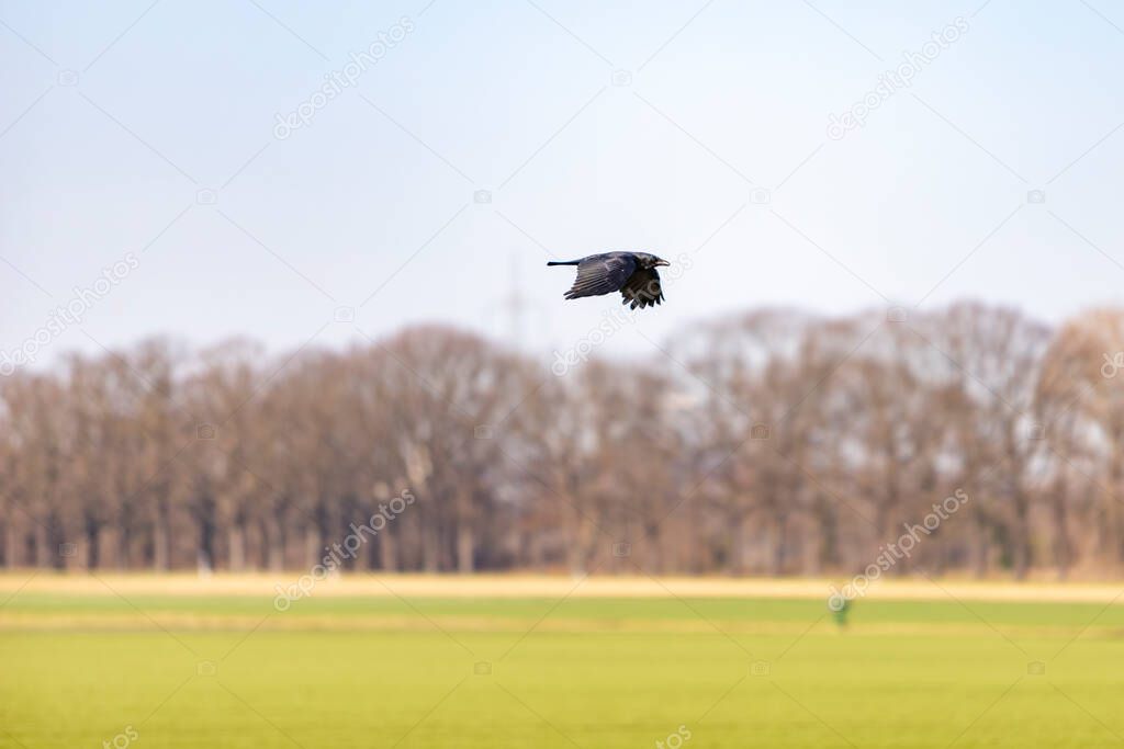 black crow flying over a greem field, winter trees in the background