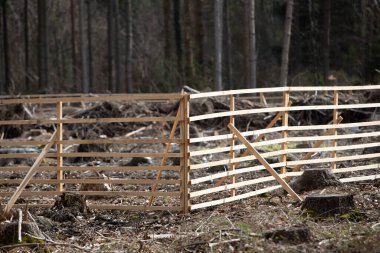 Genç ağaçları korumak için çitlerle çevrili bir orman.