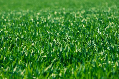 arkaplan olarak bir alanda yeşil çimen