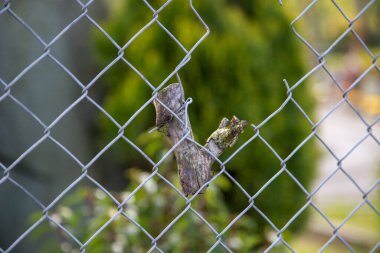 Ölü bir ağaç gövdesinin parçası, tel örgülerin içinde birlikte büyümüş.