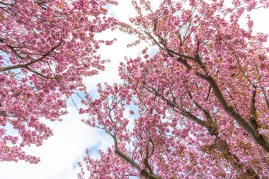 Kiraz ağacının düşük açılı manzarası, arka plan olarak mavi gökyüzü