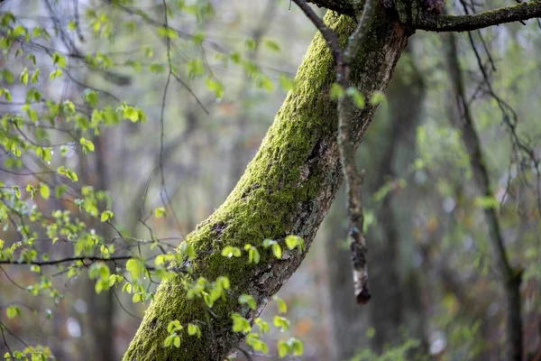 Nahaufnahme Eines Baumbewuchsmoos Hintergrund Wald — Stockfoto