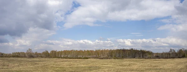 Panorama Mit Trockener Wiese Birkenwald Horizont Und Blauem Himmel Mit — Stockfoto