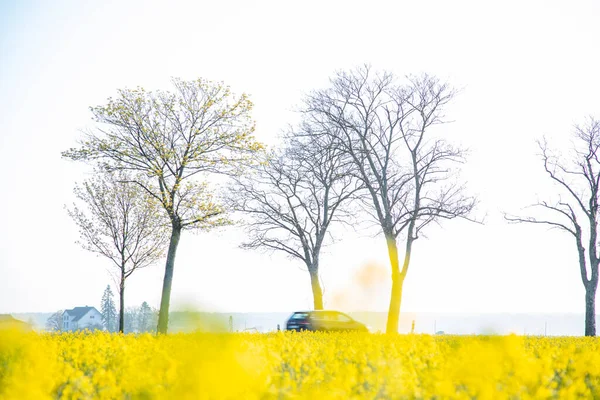 Brassica Napus Pole Kwitnące Rzepaku Rząd Drzew Samochód Tle — Zdjęcie stockowe