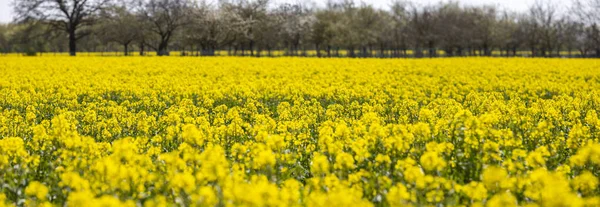 Brassica Napus Blommande Fält Raps Bakom Den Rad Träd — Stockfoto