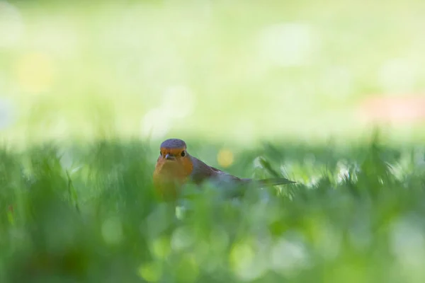 Robin Trávě Vzhlíží Erithacus Rubecula — Stock fotografie