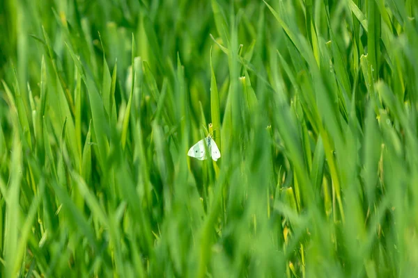 Abstract Groen Gras Als Achtergrond Licht Verborgen Witte Vlinder Het — Stockfoto