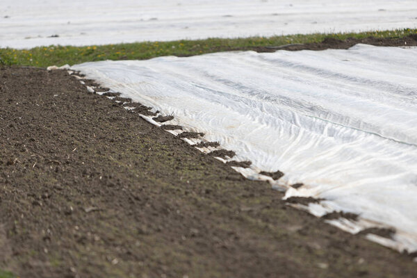 agriculture field covered with a large plastic film