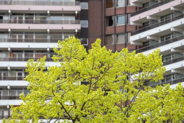 Köln, NRW, Almanya, 05 03 2021, Unicenter apartmanının balkonlu ön manzarası, ön plandaki ağaca odaklan.