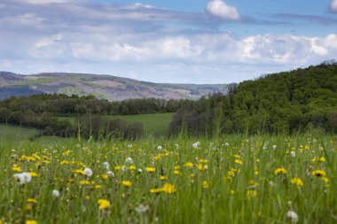 Karahindiba otlağı, arka planda tepeler