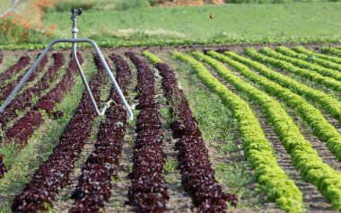 Genç salata bitkileri arka arkaya tarlada