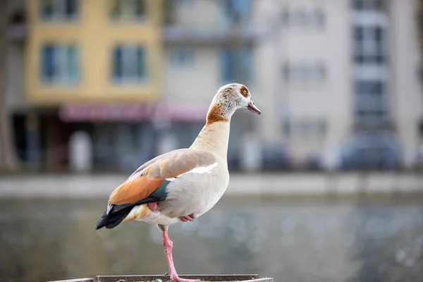 Alopochen Aegyptiaca Egyption Goose Lake City — Stock Photo, Image