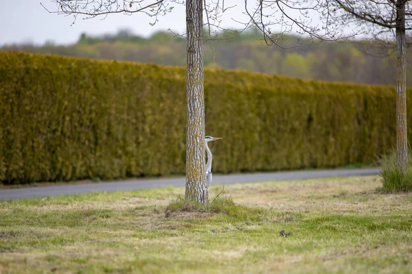 Heron Gömmer Sig Bakom Ett Träd Grön Häck Bakgrunden — Stockfoto