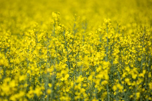 Brassica Napus Campo Florido Colza — Fotografia de Stock