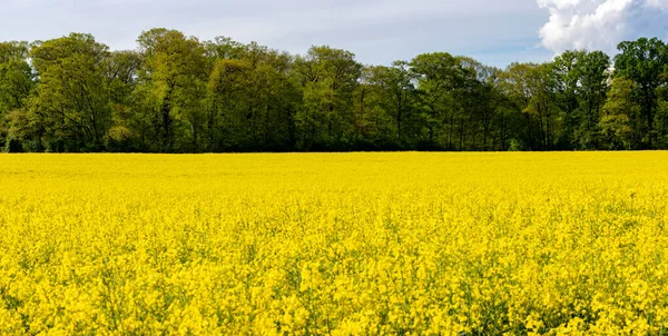 Brassica Napus Blommande Fält Raps Bakom Den Rad Träd — Stockfoto