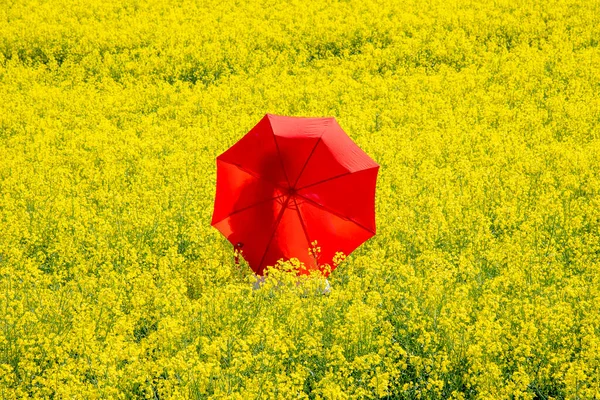 Mulher Com Guarda Chuva Vermelho Campo Colza Amarelo — Fotografia de Stock