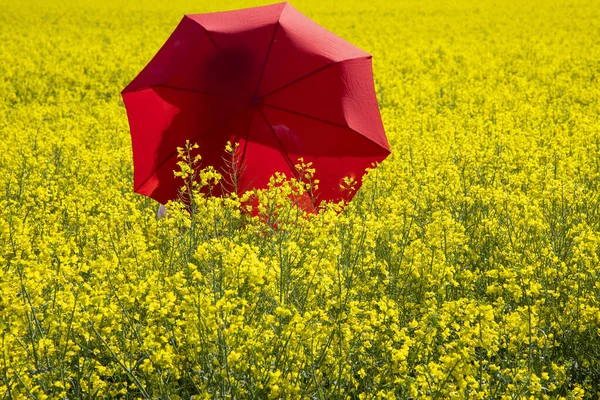 Mulher Com Guarda Chuva Vermelho Campo Colza Amarelo — Fotografia de Stock