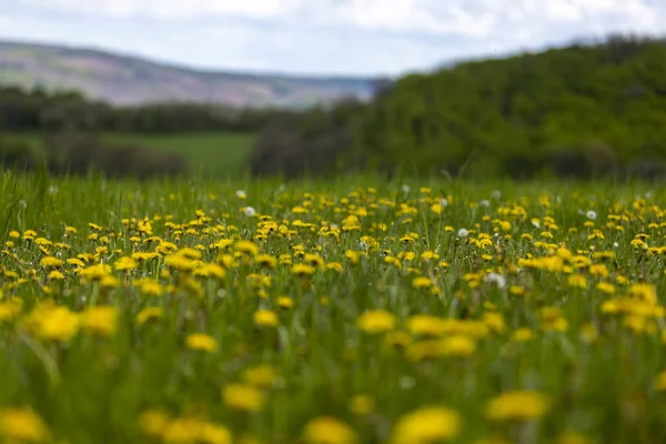 Dandelion Prado Bokeh Colinas Fundo — Fotografia de Stock