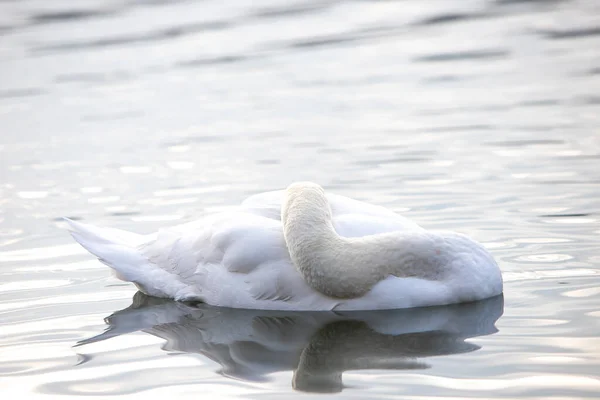 White Swan Swimming Lake Park — Stock Photo, Image
