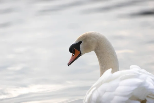 White Swan Swimming Lake Park Head Shot — Stock Photo, Image