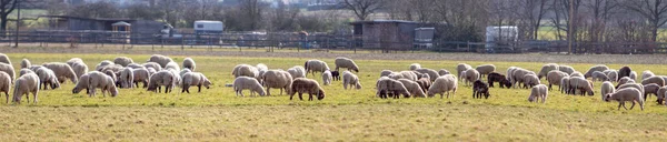 Panorama Över Fårflock Inhägnad Betesmark — Stockfoto