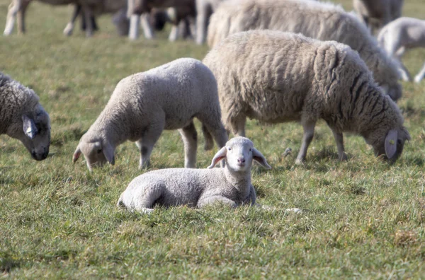 Flock Får Inhägnad Betesmark Lamm Förgrunden Tittar Kameran — Stockfoto