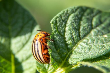 Leptinotarsa decemlineata, patates böceği, böcek