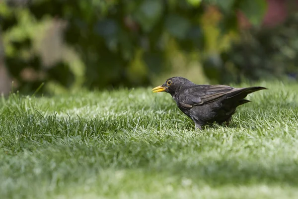 Черная Птица Стоящая Зеленой Траве Турдиды — стоковое фото