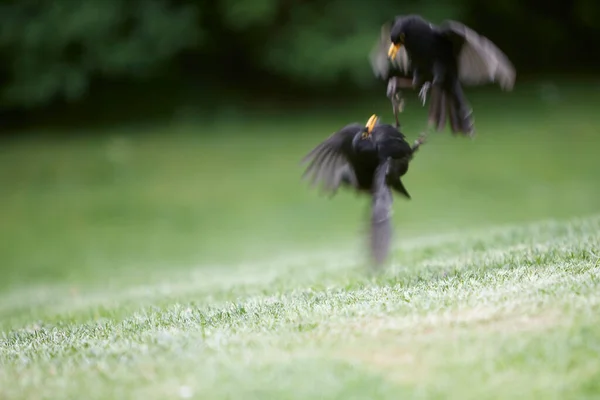 Fighting Blackbirds Green Grass — стоковое фото