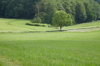 Genç bitkilerle tarımsal buğday tarlası, arka planda ağaçlı tepeler
