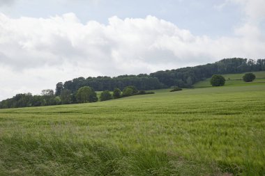 Genç bitkilerle tarımsal buğday tarlası, arka planda ağaçlı tepeler