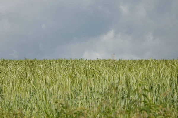 Weizenfeld Und Himmel Horizont Getrennt — Stockfoto