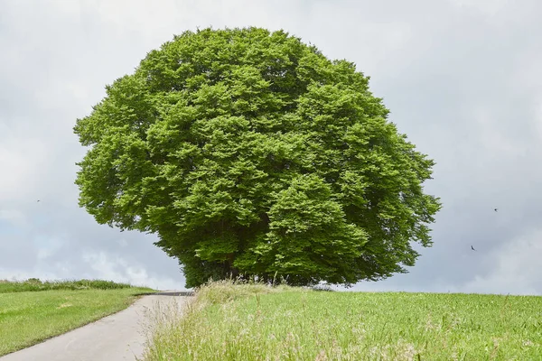 Einzelner Baum Einem Feldweg Zwischen Wiesen — Stockfoto