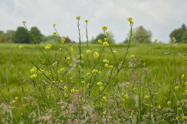 Brassica Rapa Brassicaceae Oleifera Växt Utkanten Ett Vetefält — Stockfoto