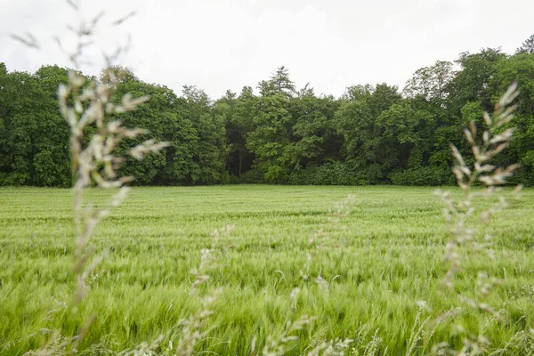 Wheat Field Trees Background — Stockfoto