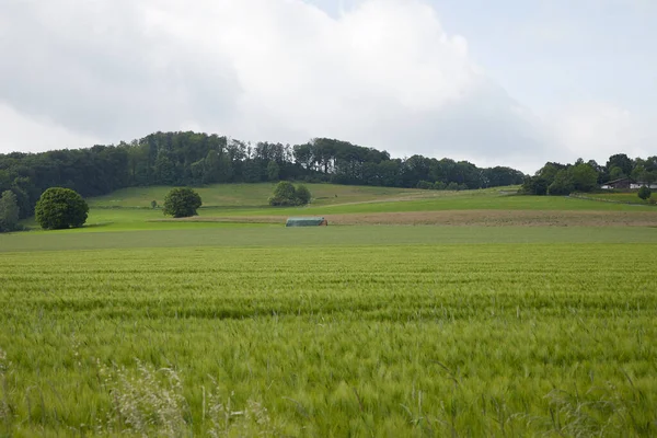 Landbouw Tarweveld Met Jonge Planten Heuvels Met Bomen Achtergrond — Stockfoto