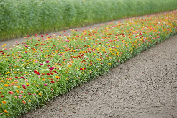 Blooming Flowers Field Acricultural Business — Stockfoto