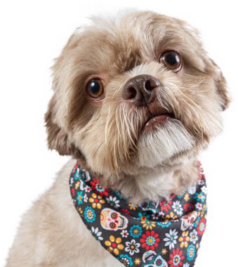 Şirin köpek yavrusu stüdyosu fotoğrafı. Moda kıyafetleri ve güzel bir köpek ifadesi var.