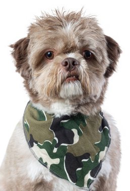 Şirin köpek yavrusu stüdyosu fotoğrafı. Moda kıyafetleri ve güzel bir köpek ifadesi var.