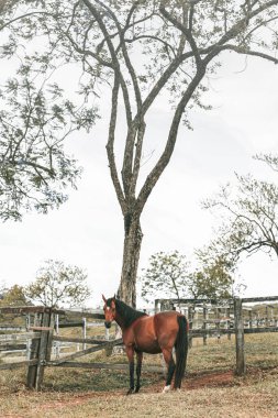 Kahverengi prim yarış atı çiftlikte özgürce koşuyor.
