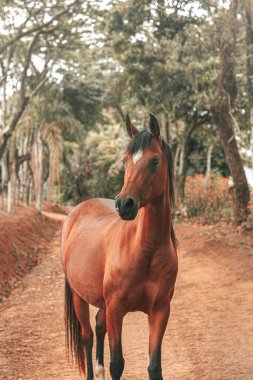 Kahverengi prim yarış atı çiftlikte özgürce koşuyor.