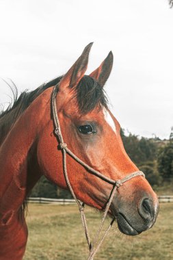 Kahverengi prim yarış atı çiftlikte özgürce koşuyor.