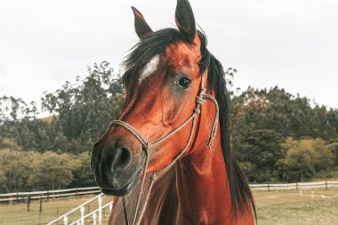 Kahverengi prim yarış atı çiftlikte özgürce koşuyor.